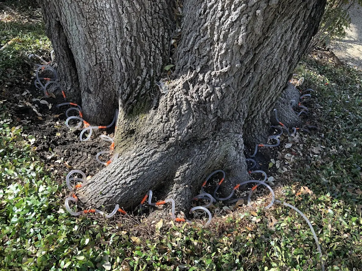 Detailed Tree Cabling and Bracing job site in Isabella