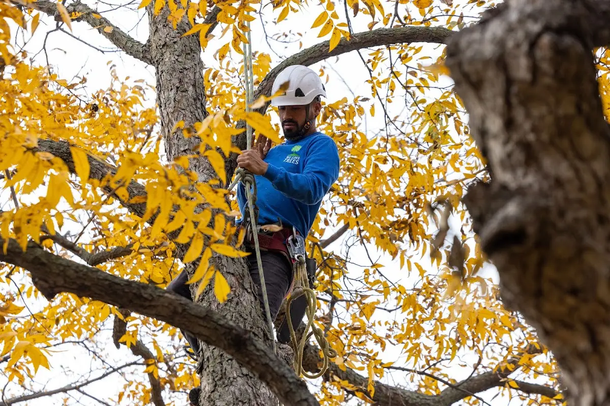 Skilled Tree Transplanting crew working in Isabella